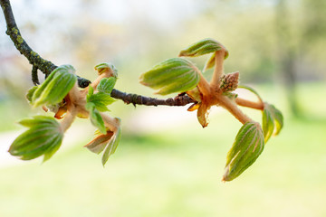 Naklejka na ściany i meble Chestnut tree in spring, March, branch with buds, young leaves, and inflorescence, select focus