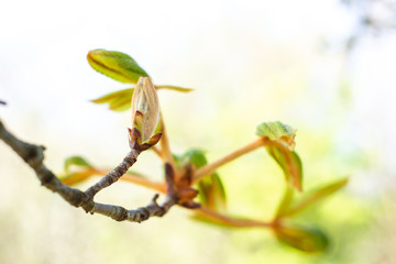 Chestnut tree in spring, March, branch with buds and young leaves, select focus