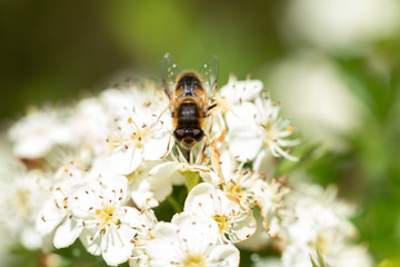 Hoverfly on blossom 3