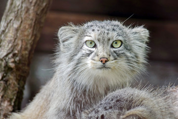 Obraz premium Wild Cat Otocolobus Manul Watching Closeup