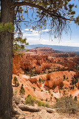 Trees in bryce canyon in the united states of america
