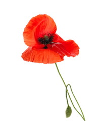 Red poppy flower with bud isolated on white background, clipping path
