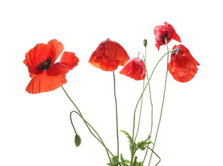 Red poppy flowers with buds isolated on white background, clipping path
