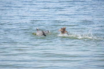 Fototapeta premium Mum defend ducklings 