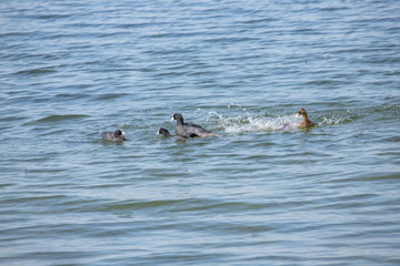 Mum defend ducklings 