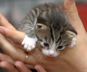 small striped with white kitten in hand