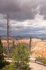 Trees in bryce canyon in the united states of america