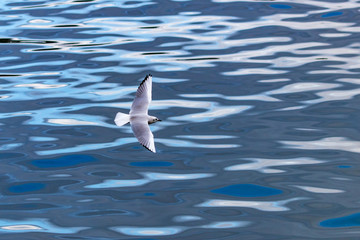 seagull in flight