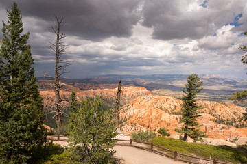 Trees in bryce canyon in the united states of america