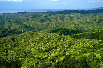 Obraz premium Looking down on a large spring time forest with various shades of green