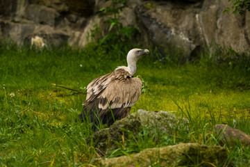 14.05.2019. Berlin, Germany. Zoo Tiagarden. The eagle sits and observes what occurs among greens around. Big wild bird. Nature.