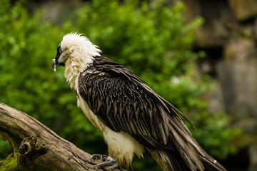 14.05.2019. Berlin, Germany. Zoo Tiagarden. The eagle sits and observes what occurs among greens around. Big wild bird. Nature.