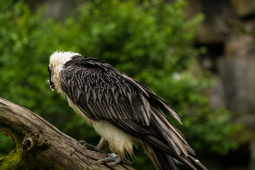 14.05.2019. Berlin, Germany. Zoo Tiagarden. The eagle sits and observes what occurs among greens around. Big wild bird. Nature.
