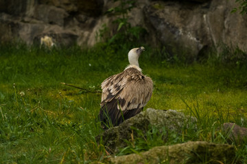 14.05.2019. Berlin, Germany. Zoo Tiagarden. The eagle sits and observes what occurs among greens around. Big wild bird. Nature.