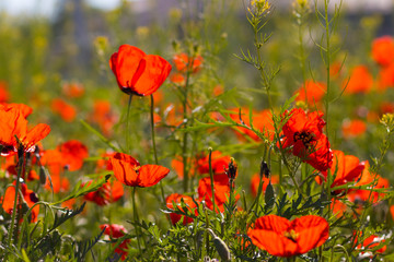 Obraz premium Dzikie czerwone maki w polu. Selektywna ostrość. Piękno, wiosna, poranek. Narkotyki, opium, mak lekarski, kontrola narkotyków.