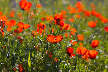 Wild red poppies in the field. Selective focus. Beauty, spring, morning. Drugs, opium, opium poppy, drug control.