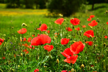 Fototapeta na wymiar poppy field of red poppies