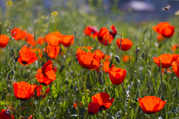 Wild red poppies in the field. Selective focus. Beauty, spring, morning. Drugs, opium, opium poppy, drug control.