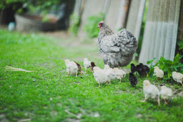 hen mother with children chickens walk on a home farm.