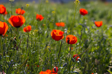 Wild red poppies in the field. Selective focus. Beauty, spring, morning. Drugs, opium, opium poppy, drug control.