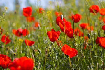 Fototapeta na wymiar Wild red poppies in the field. Selective focus. Beauty, spring, morning. Drugs, opium, opium poppy, drug control.