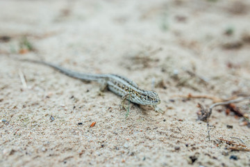 sand lizard female in nature