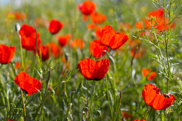 Wild red poppies in the field. Selective focus. Beauty, spring, morning. Drugs, opium, opium poppy, drug control.
