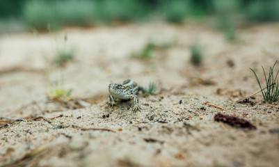 sand lizard female in nature