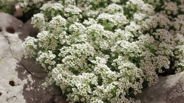 alyssum flowers