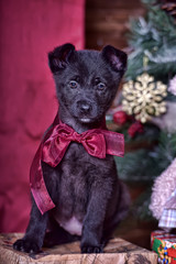 Black puppy with a red bow. Breed, looking.