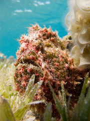 Red Warty Frogfish next to a coral on the bottom of the sea.
