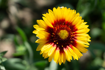 blooming sunflower in the garden