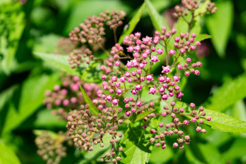 Fototapeta premium wild flower in summer sunlight
