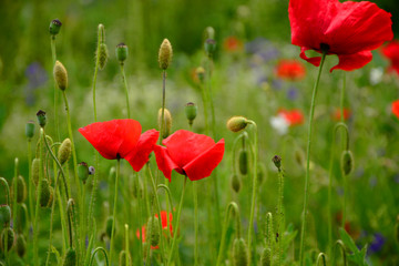 poppy field of poppies