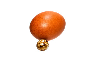 egg isolated on white background