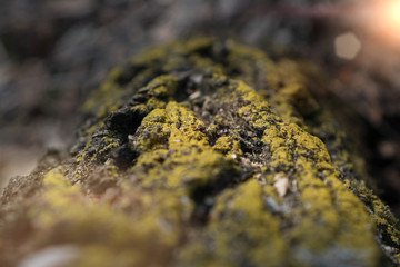 green moss on bark background. macro of moss on bark tree in spring forest.