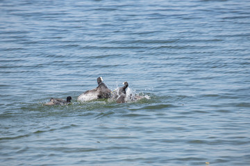 Fototapeta premium 3 fighting coot 2