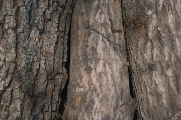 Three trees bark texture wallpaper. Bark of three trees, large deep cracks old trunk - poplar. Deeply cracked poplar bark background