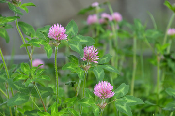 Fototapeta premium 赤いクローバーの花、アカツメクサ（別名ムラサキツメクサ）