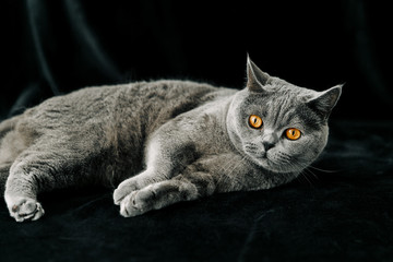 cat on a black background, British breed