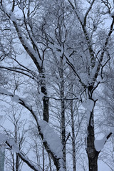 tree branches in winter