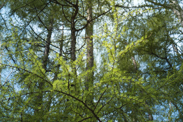 Bright green fluffy branches of larch tree. Larch tree branches in sunlight. freshness of summer day. Natural beauty of elegant larch tree twig. Branch of young larch