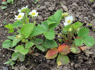 flowering strawberry plant, one peace of strawberry field