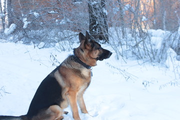 German Shepherd in the winter walks in the winter forest