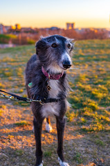 Fototapeta premium Portrait of a long hair black and white greyhound at sunset