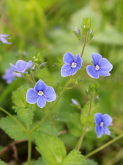 romantic detail of flower Veronica chamaedrys with bokeh background