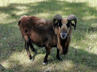 goat on a farm