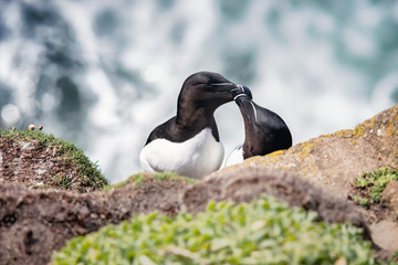 Two razorbills on rocks in Saltee Islands