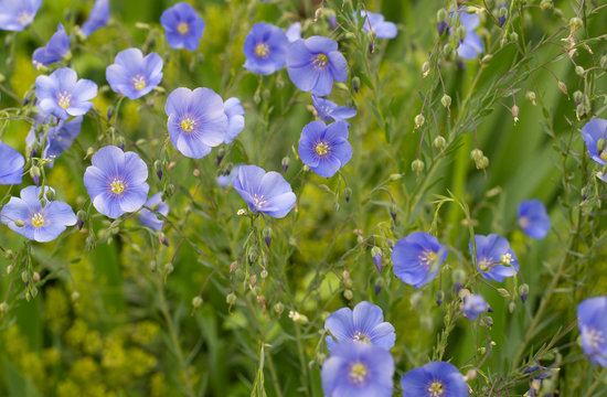 Hellblauer Lein f&uuml;r die Gewinnung von Leinsamen und weiters zur Erzeugung von Lein&ouml;l, flax