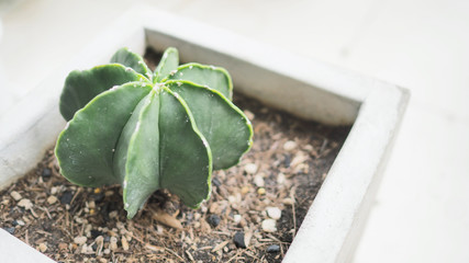 cactus plants isolated on white background.